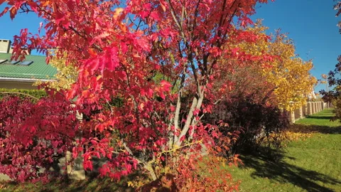 Red leaves of the Canadian maple in the fall Stock Footage 96744211