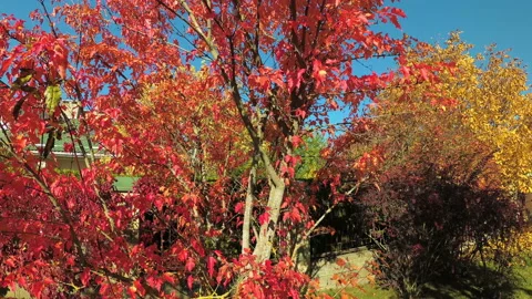 Red leaves of the Canadian maple in the fall Stock Footage 96744241