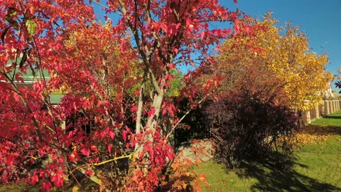 Red leaves of the Canadian maple in the fall Stock Footage 96744324