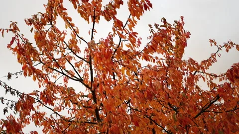 Red leaves on the cherry tree are waving on the wind. Stock Footage 165094622
