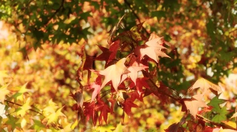 RED LEAVES CLOSE UP 2 Stock Footage 43183275