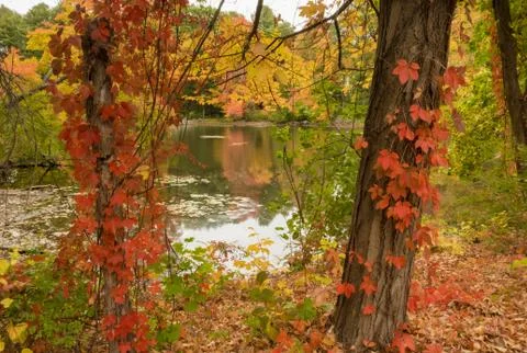 Red Leaves Concord Stock Photos