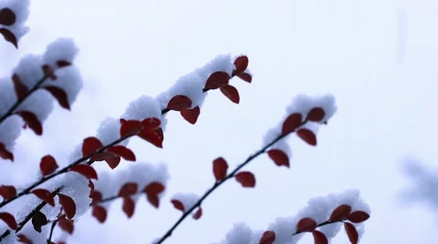 Red Leaves Covered in Snow Stock Footage 44344062