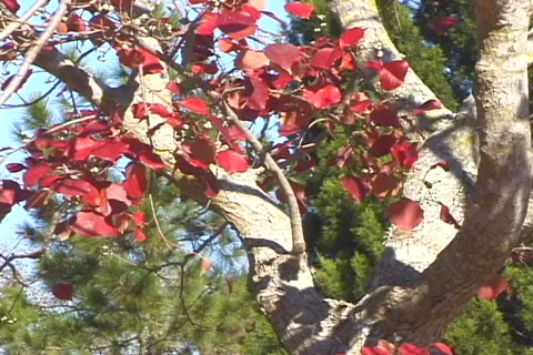 Red Leaves-cu Видео 819795
