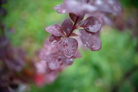 Red leaves with drops of dew or rain in autumn Park Stock Photos