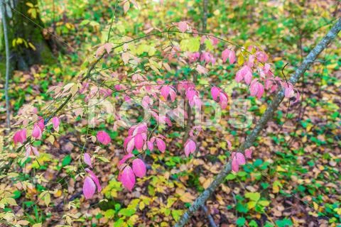 Red leaves of Euonymus in autumn forest Stock Photos