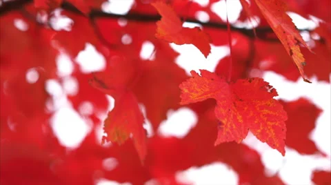 Red Leaves in Fall blowing in the wind high dept of field Video stock 56400172