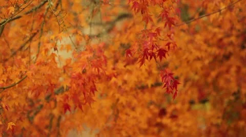 Red Leaves in Fall Vidéo 8993917