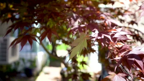 Red Leaves in the Fall Stock Footage 196983581