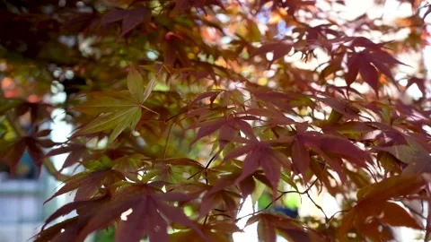 Red Leaves in the Fall Stock Footage 196983633