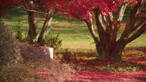 Red leaves fall from a maple tree in yard in Autumn Stock Footage 98263154