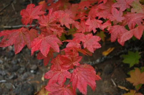 Red leaves in Fall Stock Photos