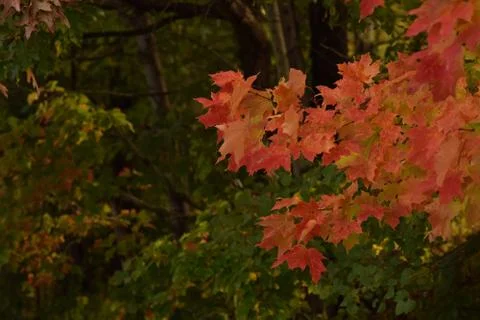 Red Leaves in Fall Foto stock