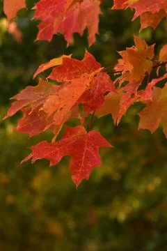 Red Leaves in Fall Stock Photos