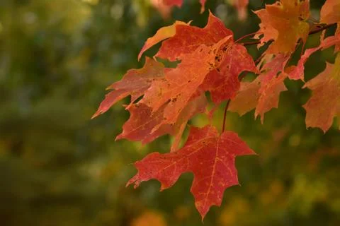 Red Leaves in Fall Stock Photos