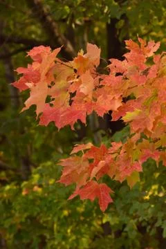 Red Leaves in Fall Stock Photos