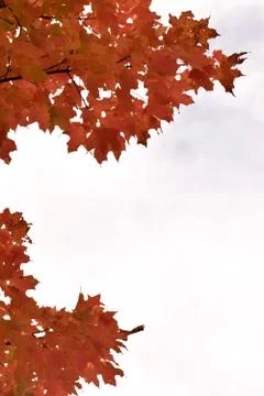 Red Leaves in Fall Stock Photos