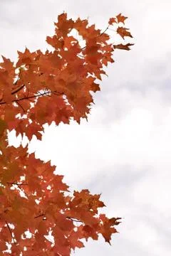 Red Leaves in Fall Stock Photos