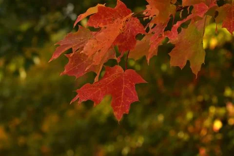 Red Leaves in Fall Stock Photos