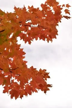 Red Leaves in Fall Stock Photos