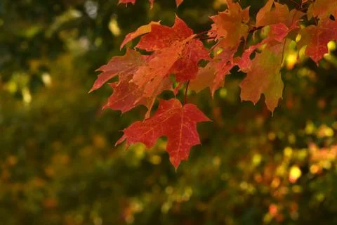 Red Leaves in Fall Stock Photos