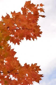Red Leaves in Fall Foto stock