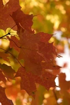 Red Leaves in Fall Stock Photos