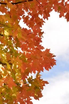 Red Leaves in Fall Stock Photos