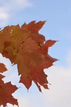 Red Leaves in Fall Stock Photos