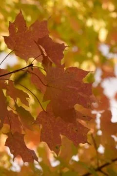 Red Leaves in Fall Stock Photos