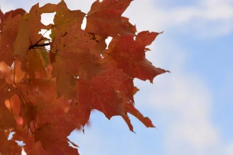 Red Leaves in Fall Foto stock