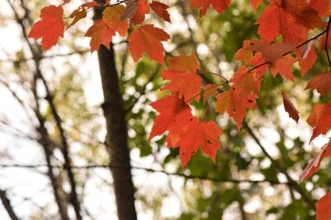 Red Leaves in Fall Stock Photos