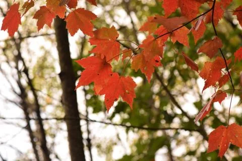 Red Leaves in Fall Stock Photos