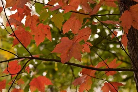 Red Leaves in Fall Stock Photos