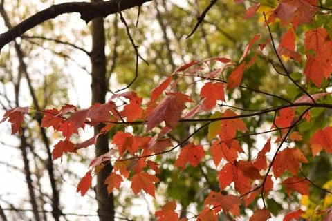 Red Leaves in Fall Stock Photos