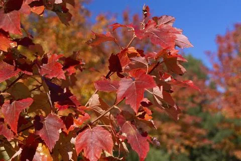 Red Leaves In Fall Stock Photos