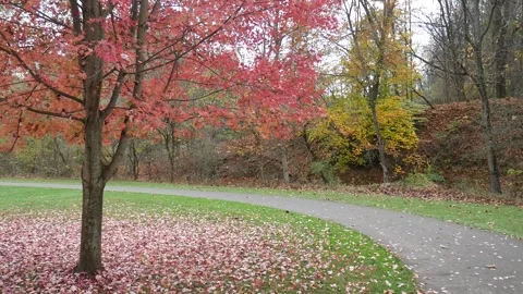 Red leaves fallen off a tree into a walking path 스톡 동영상 141765428