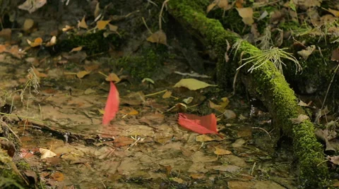 Red Leaves Falling In A Forest Stream Stock Footage 68348540