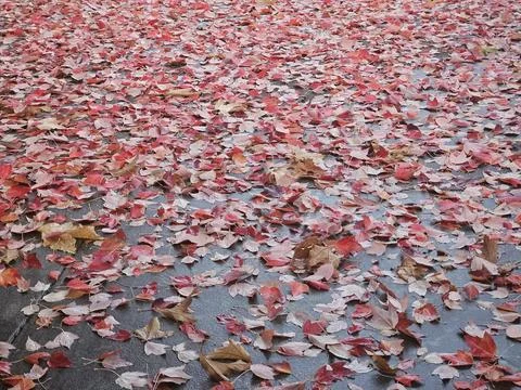 Red leaves falling from a maple tree in the season of fall as foliage begins Stock Photos