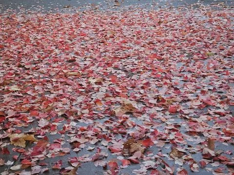 Red leaves falling from a maple tree in the season of fall as foliage begins Stock Photos