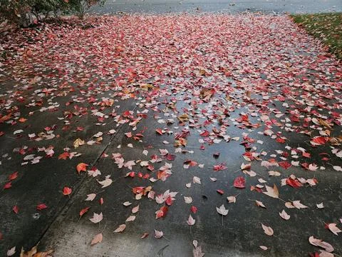 Red leaves falling from a maple tree in the season of fall as foliage begins Stock Photos