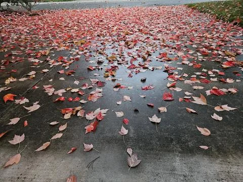 Red leaves falling from a maple tree in the season of fall as foliage begins Foto stock