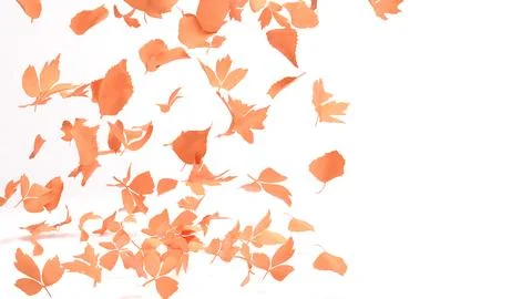 Red leaves falling from the sky in white background,Autumn,isolated,the tra.. Stock Illustration