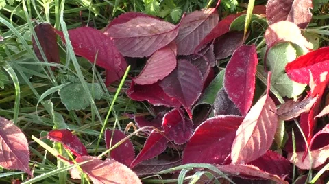 Red leaves falling from trees Video stock 56645954