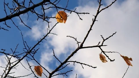 Red leaves flow motion on windy autumn moody atmosphere, blue sky background Stock Footage 121043921