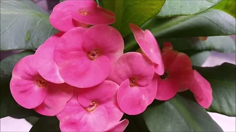 Red Leaves Flower Stock Footage 173674147