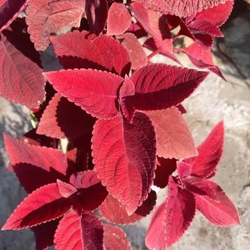 Red leaves flower Stock-Fotos