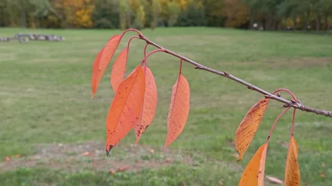 Red leaves flutter in the wind in autumn Vídeo Stock 319039689