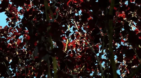Red leaves focus defocus Stock Footage