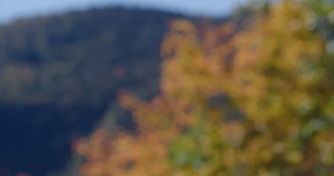 Red Leaves- Focus Pull Stock Footage 96775207